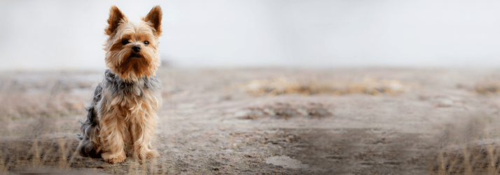 Pets and Your Health in Fayetteville AR